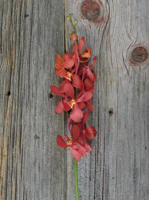 RED MOKARA ORCHID